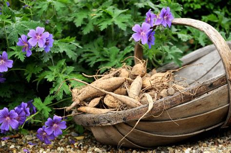 How to Grow Dahlias: Planting, Harvesting & Winter Storing Tips