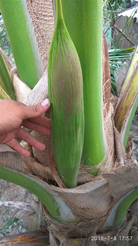 Pendebungaan kelapa pandan , coconut pollination