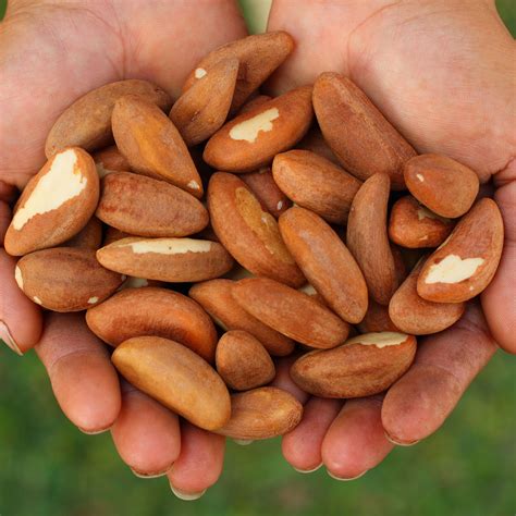 Brazil Nut Tree | Rainforest Alliance