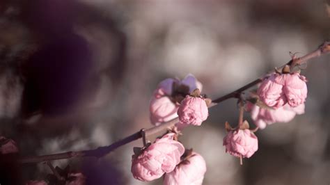 pink, Rose, Buds Wallpapers HD / Desktop and Mobile Backgrounds