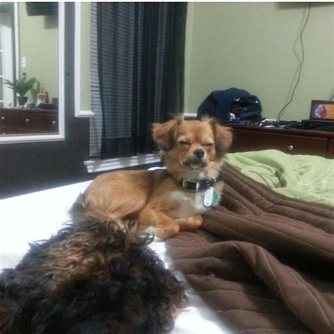 So my friends dog looks perpetually stoned. : funny