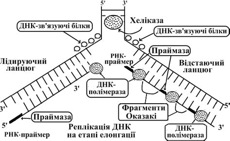 Этапы репликации » Мурзим