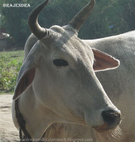 domestic animal Farm animals collection