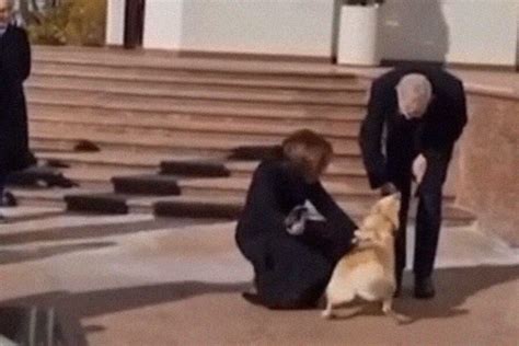 Собака молдавского президента Санду укусила главу Австрии - Газета.Ru ...