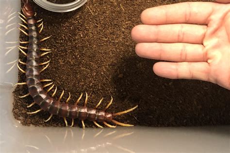 My S. Gigantea (Amazonian Giant) is getting pretty big : r/centipedes