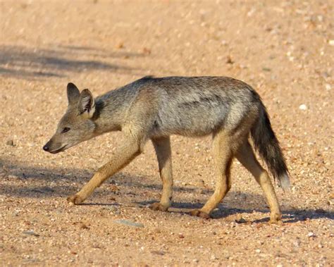 Side-Striped Jackal - Facts, Diet, Habitat & Pictures on Animalia.bio