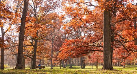 The Morton Arboretum Kick Offs One Year Of Centennial Celebrations With ...