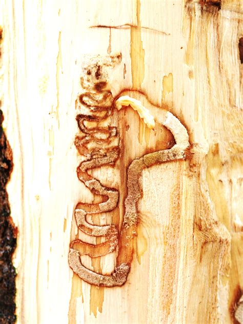 Emerald Ash Borer | Center for Invasive Species Research