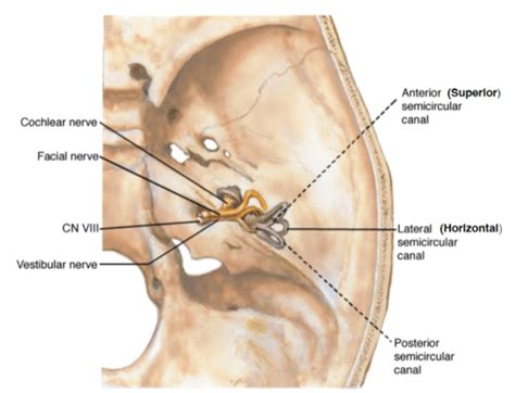 Vestibular System Flashcards | Quizlet