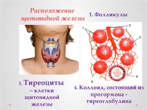 Презентация по биологии "Щитовидная железа". 8 класс