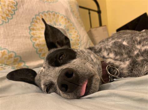 My dog always sleeps with her tongue sticking out. : r/FunnyAnimals