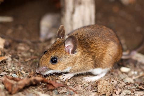Fast Fact: White-Footed Mice