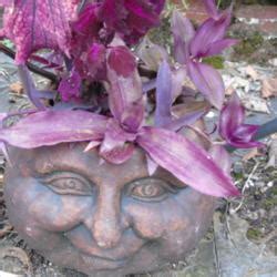Callisia fragrans in the Houseplants forum - Garden.org