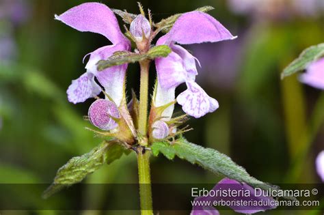 Lamium maculatum | Erboristeria Dulcamara (Adriano Sonnini) | Flickr