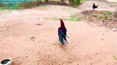 MY Farm update aseel - YouTube