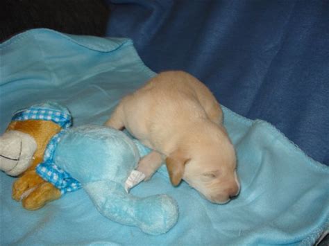 Skinner Labrador Retriever Puppies for Sale