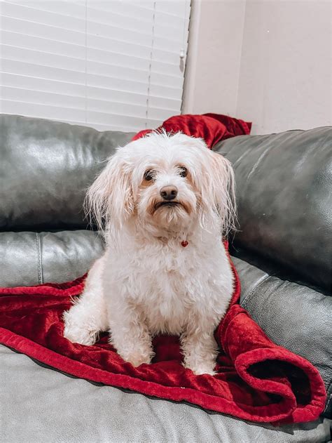 Adopt Spunky Today - Pets TheCountyOffice
