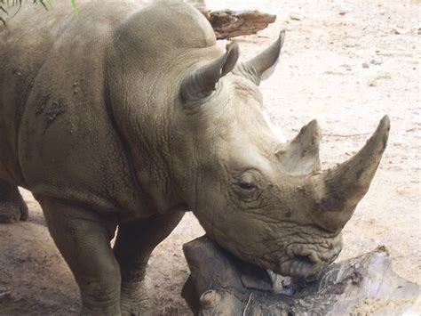 rhino animal  stock photo public domain pictures