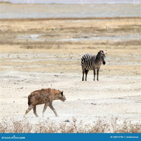 Hyena And Zebra Royalty Free Stock Image - Image: 28873796