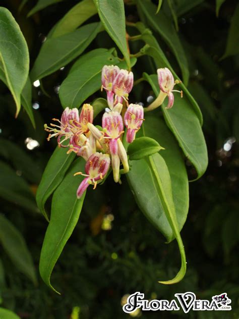 Lonicera alseuosmoides « Floravera
