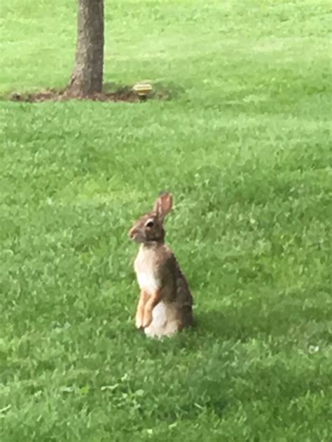 bunny tail   fine life