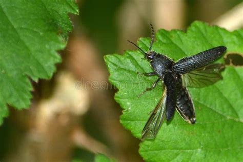 A Black Flying Beetle on a Leaf Stock Image - Image of arthropod ...