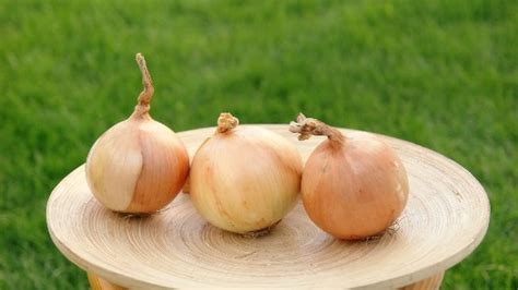 Лук Кэнди: описание сорта, отзывы, фото