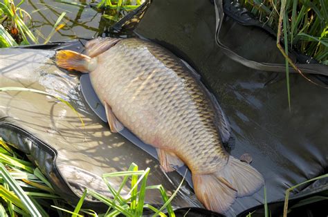 Carp for All… Part 7 | FishingMagic