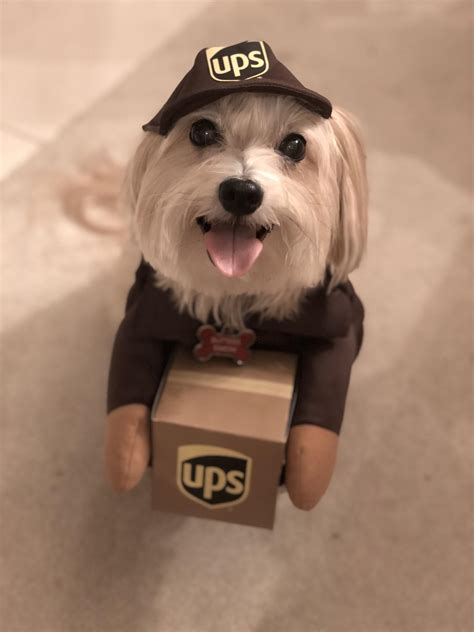 My UPS delivery driver is the friendliest : r/aww