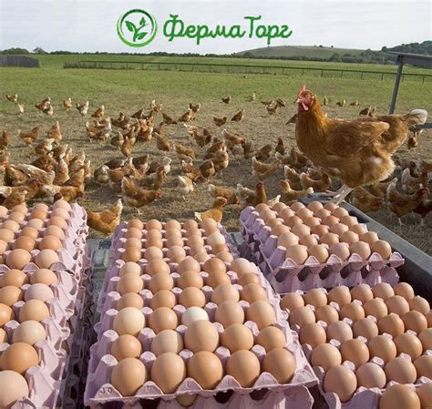 Процесс разведения кур: особенности и советы