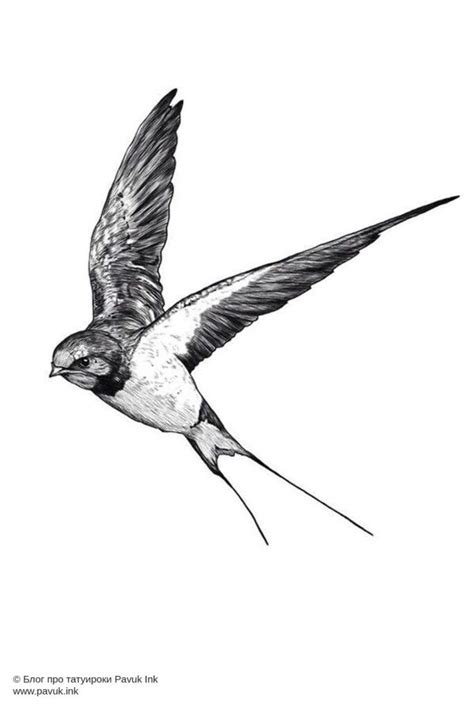 220+ Swallow Tattoos Designs with Meaning (2024) | Swallow tattoo ...