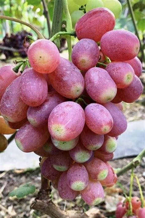 Купить саженцы винограда из питомника "КСП" – доставка почтой, СДЭК