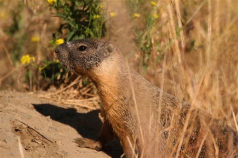 Marmota Flaviventris Fotos Banco de Imagens e Fotos de Stock - iStock