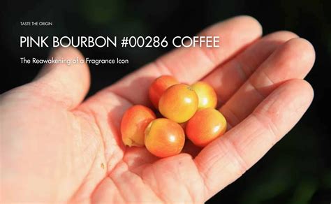 What is the Coffee Belt? | XLIII Coffee