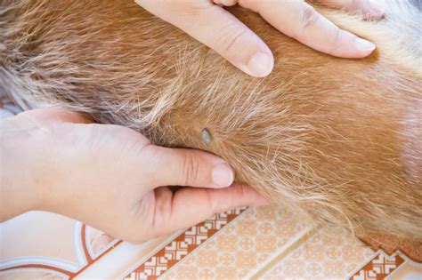 how to see fleas on dog