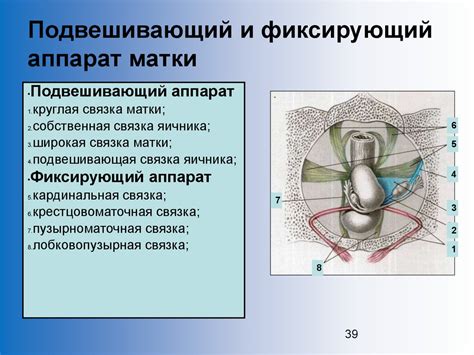 Клиническая анатомия и физиология репродуктивной системы женщины ...