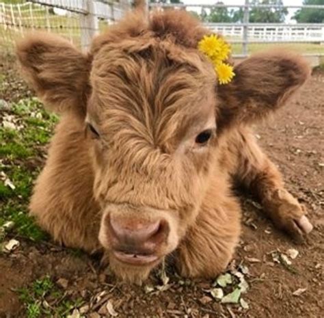 Proof that highland cattle calves are the most adorable creatures on ...