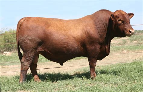 Red Angus | BOLA Red Angus | Hereford cattle, Braford cattle, New south ...