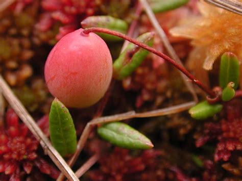 Bog Cranberry --(Vaccinium oxycoccos)