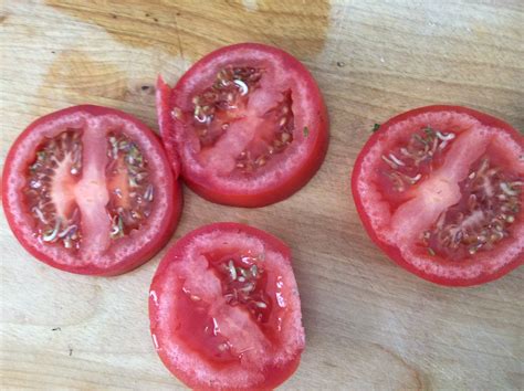 When Seeds Sprout Inside a Tomato - Laidback Gardener