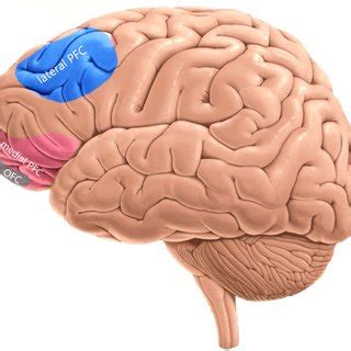 DLPFC: dorsolateral prefrontal cortex; ACC: anterior cingulate cortex ...