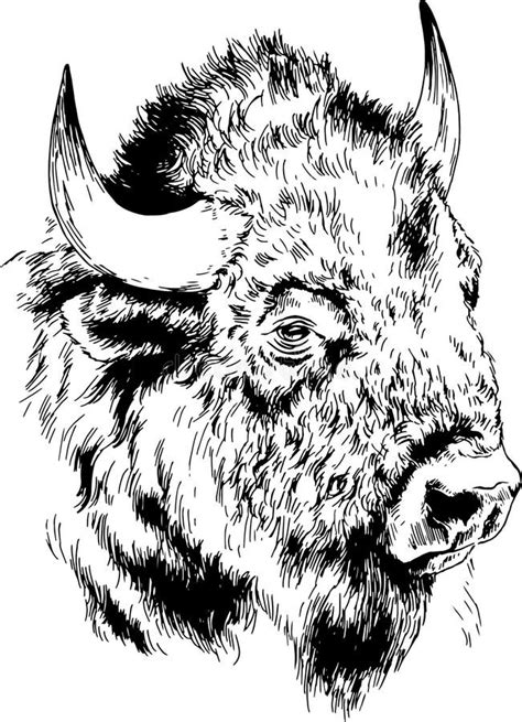 Powerful Huge Buffalo with Horns Drawn in Ink Freehand Sketch Stock ...