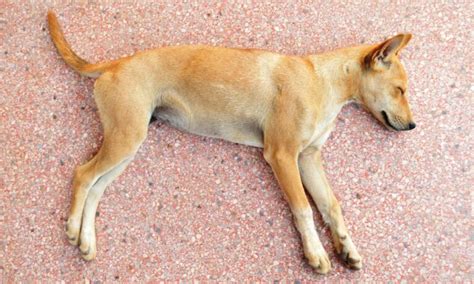 O'que Significa Sonhar Com Cachorro Morto - O que significa Sonhar com Cachorro Morto segundo a Bíblia?