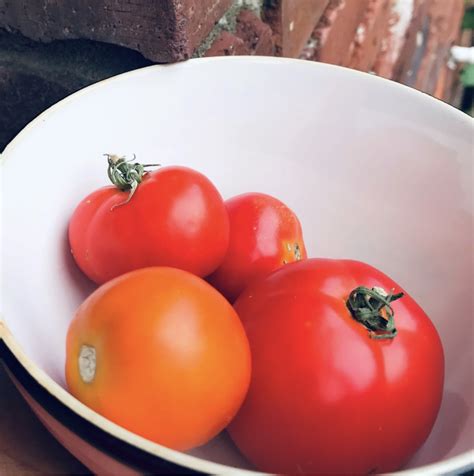 The christopher farms secret for growing the sweetest tomatoes 6