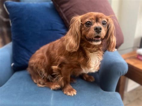 cavalier king charles spaniel dogs  puppies  adoption king