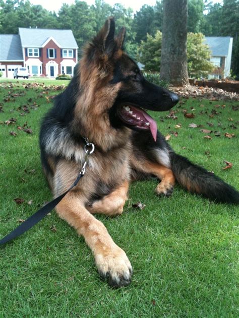 King Shepherd - Temperament, Lifespan, Shedding, Puppy