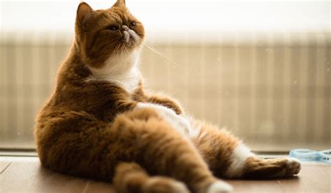 Экзотическая кошка (экзот) – полное описание с фото