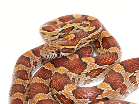 corn snake morph names  albino corn snake morphs costs  facts