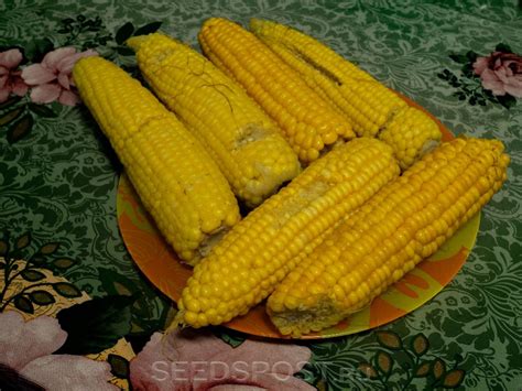 Кукуруза сахарная Ранняя лакомка 121, 5 г Кольчуга, купить в интернет ...