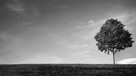 Tree Wallpaper Black And White | PixelsTalk.Net